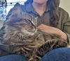 LILLY - Offered by Owner - Floofy Young Adult