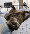 LILLY - Offered by Owner - Floofy Young Adult