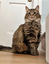 LILLY - Offered by Owner - Floofy Young Adult