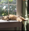 LILLY - Offered by Owner - Floofy Young Adult