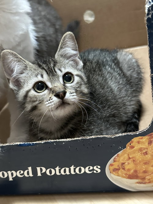 TUESDAY and his brothers