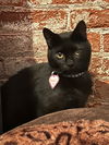BOBBY DOUGEL- Offered by Owner YOUNG MALE