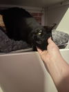 BOBBY DOUGEL- Offered by Owner YOUNG MALE