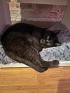 BOBBY DOUGEL- Offered by Owner YOUNG MALE