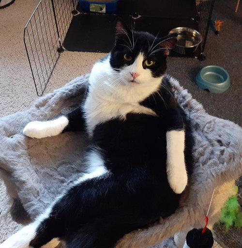 SYLVESTER - Offered by Owner - Young man cat