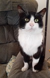 SYLVESTER - Offered by Owner - Young man cat