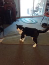 SYLVESTER - Offered by Owner - Young man cat