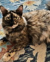 OPHELIA - Offered by Owner - Young female