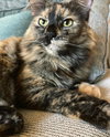 OPHELIA - Offered by Owner - Young female