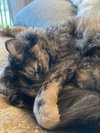 OPHELIA - Offered by Owner - Young female