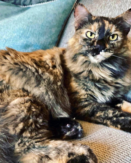 OPHELIA - Offered by Owner - Young female