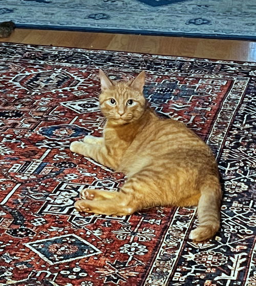 LOKI - Offered by Owner - Young Male