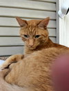 LOKI - Offered by Owner - Young Male