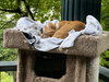 LOKI - Offered by Owner - Young Male