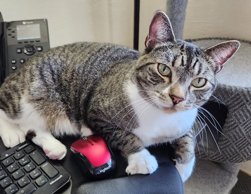 MAX - Offered by Owner - Likes Dogs & Cats