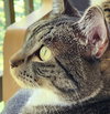 MAX - Offered by Owner - Likes Dogs & Cats