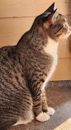 MAX - Offered by Owner - Likes Dogs & Cats
