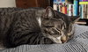 MAX - Offered by Owner - Likes Dogs & Cats