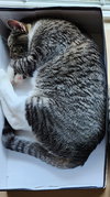 MAX - Offered by Owner - Likes Dogs & Cats