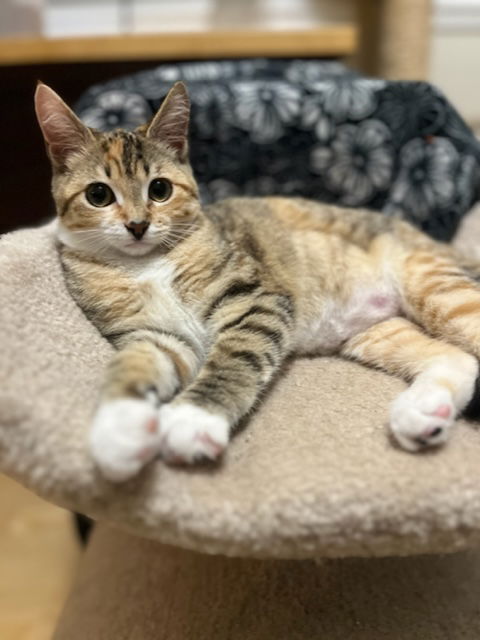 Almond Croissant - Kitten needs a buddy