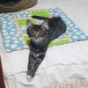 SUE & BRICK - Offered by Owner - Kitten Pair