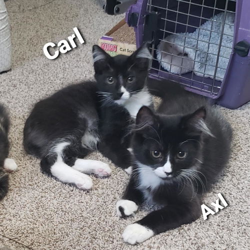 Carl, Axl and Randy - Offered by Owner - Brothers