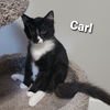 Carl, Axl and Randy - Offered by Owner - Brothers