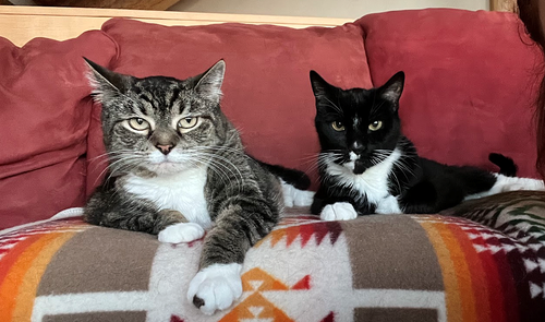 CHLOE & BILLIE - Offered by Owner- Declawed Sr.