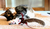 CHLOE & BILLIE - Offered by Owner- Declawed Sr.