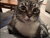 CHLOE & BILLIE - Offered by Owner- Declawed Sr.