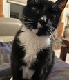 CHLOE & BILLIE - Offered by Owner- Declawed Sr.