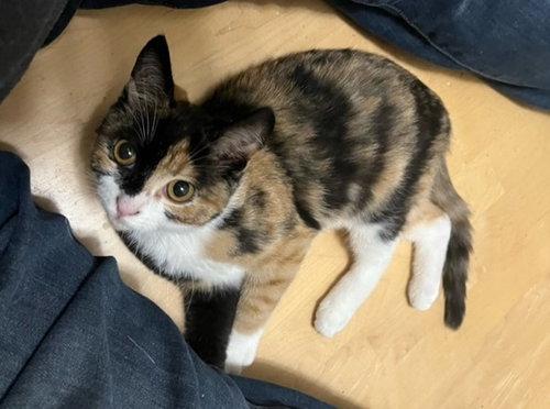 McMUFFIN - Needs a playmate!