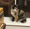 McMUFFIN - Needs a playmate!