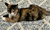 McMUFFIN - Needs a playmate!