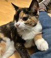 McMUFFIN - Needs a playmate!