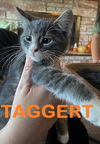 Juggernaut and Taggert