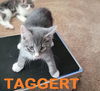 Juggernaut and Taggert
