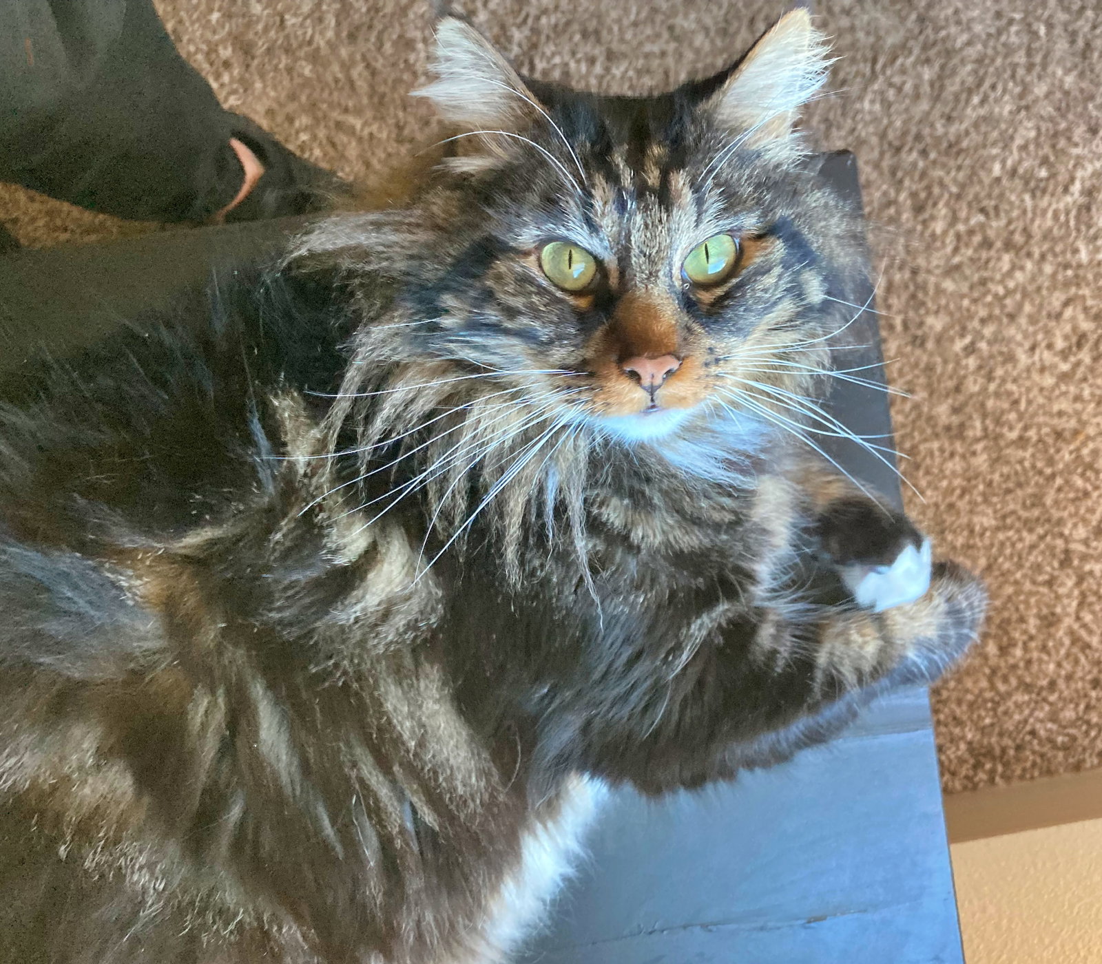 LULU Offered By Owner Maine Coon Mix s Web Page
