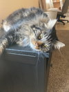 LULU - Offered by Owner - Maine Coon Mix