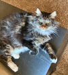 LULU - Offered by Owner - Maine Coon Mix