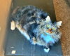 LULU - Offered by Owner - Maine Coon Mix