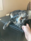 LULU - Offered by Owner - Maine Coon Mix