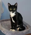 RUMDUM & 'LIL TUXIE - Offered by Owner - Kittens