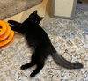 RUMDUM & 'LIL TUXIE - Offered by Owner - Kittens
