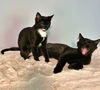 RUMDUM & 'LIL TUXIE - Offered by Owner - Kittens