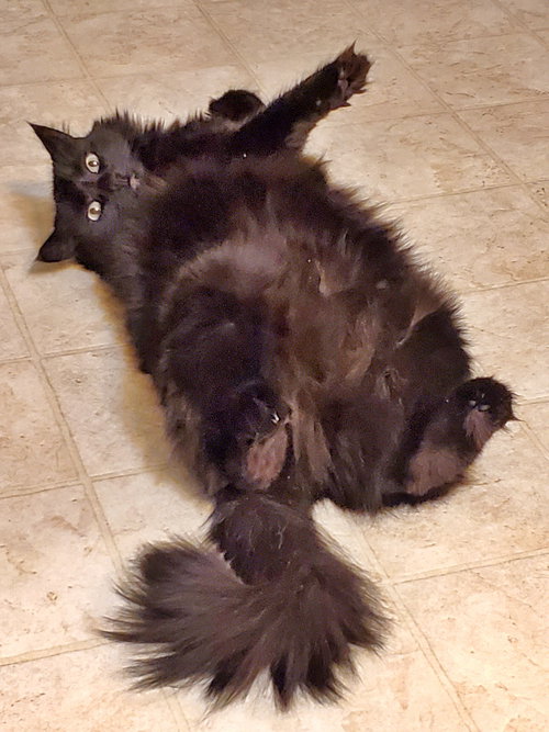 SMOKEY - Offered by Owner - Floofy Female