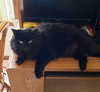 SMOKEY - Offered by Owner - Floofy Female