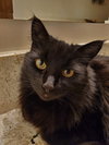 SMOKEY - Offered by Owner - Floofy Female