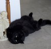 SMOKEY - Offered by Owner - Floofy Female