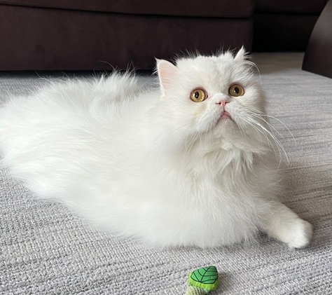 SNOWFLAKE -Offered by Owner- Purebred Persian